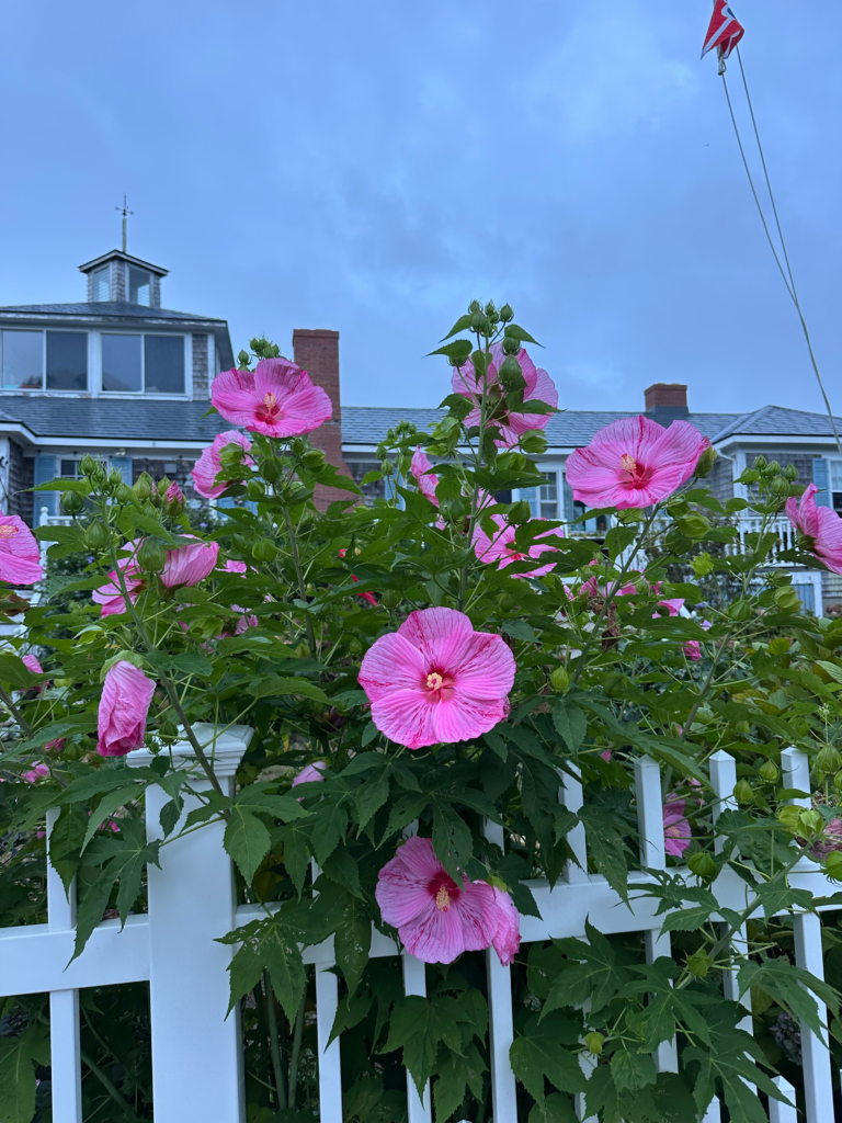 Pink flowers along a white picket fence with a Cape Cod coastal home in the background.